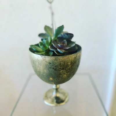 Succulent Lux