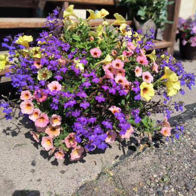 Patio Pot