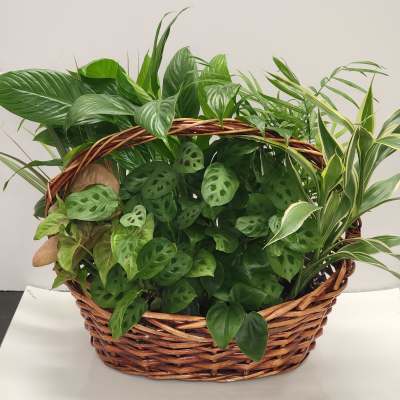 Dish garden