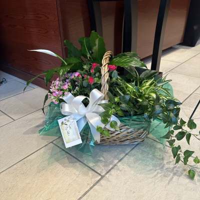 Dishgarden 002