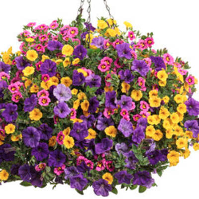 Mixed bouquet of purple, pink, and yellow flowers