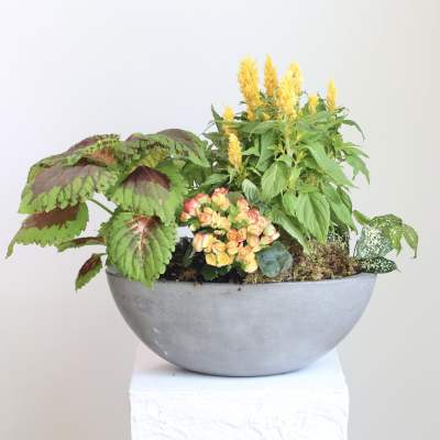 Indoor/Outdoor Living Plant Arrangement