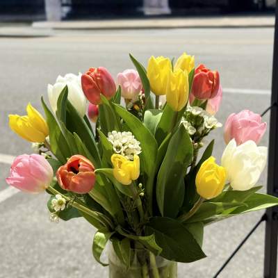 Tender Tulips for my love
