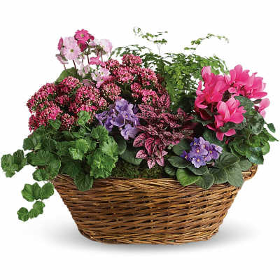 Basket garden of pink and purple blooming plants with leafy foliage in a woven wicker container
