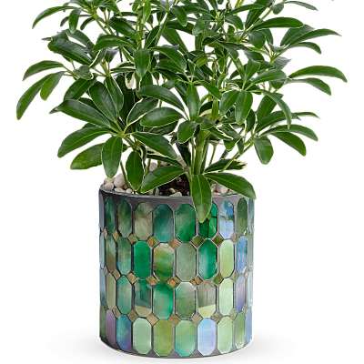 Potted leafy green houseplant in a round mosaic tile container with blue and green tones