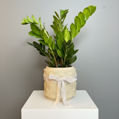 Potted ZZ Plant