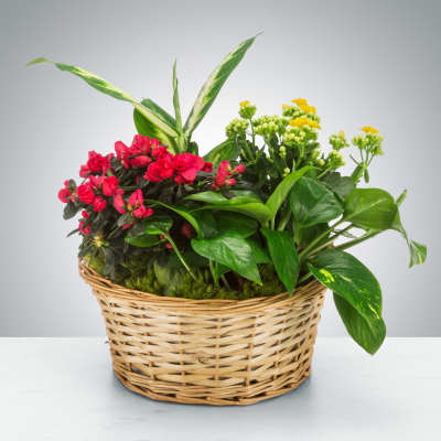 Mixed potted plants and red flowers in a wicker basket