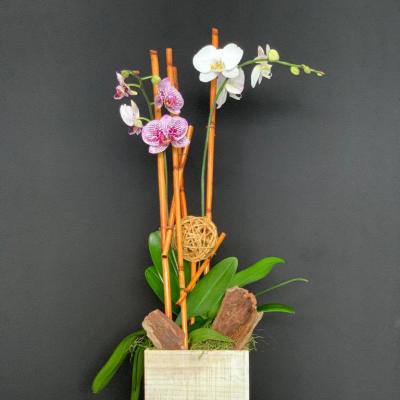 Plant and Decor