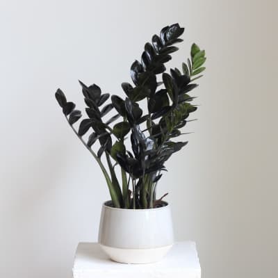 Raven ZZ Plant