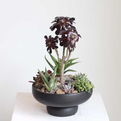 Deluxe Succulent Garden