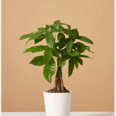 Money Tree ™