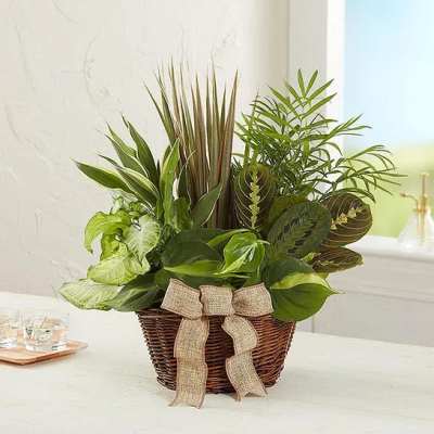 Basket planter with assorted green houseplants and a burlap bow