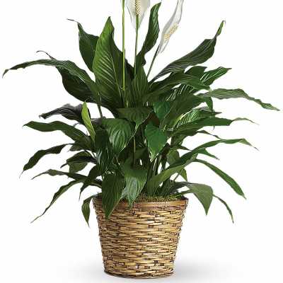 Potted green plant with white blooms in a woven basket container