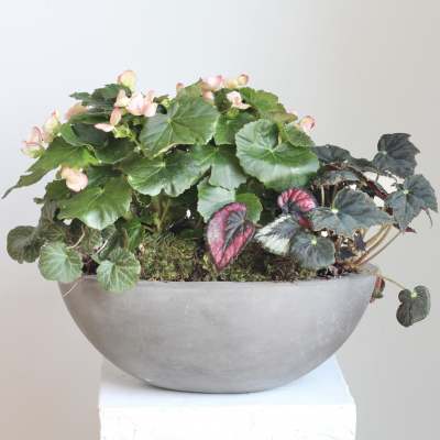 Indoor/Outdoor Living Plant Arrangement