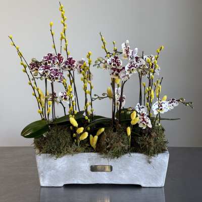 Orchid Meadow