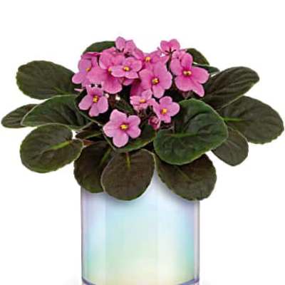 Pink potted flowers in an iridescent glass vase