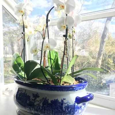 Premium orchid garden 1