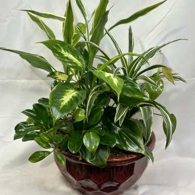 Ceramic Garden Dish