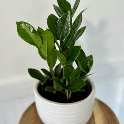 ZZ Plant