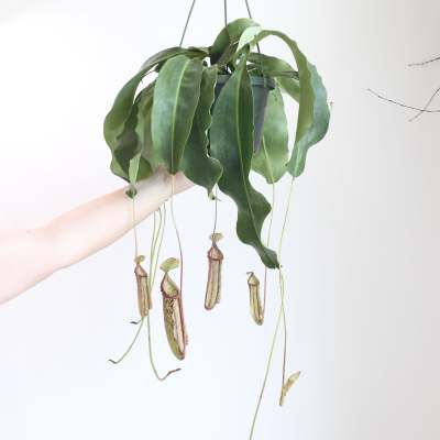 XL Hanging Pitcher Plant