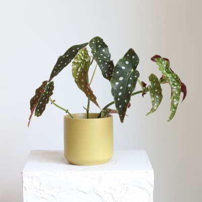 Angel Wing Begonia