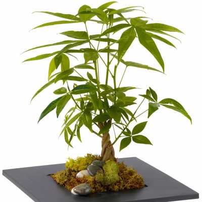 Money Tree