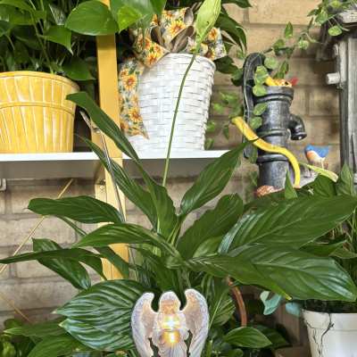 Peace Lily Six Inch White Basket -SYMPATHY