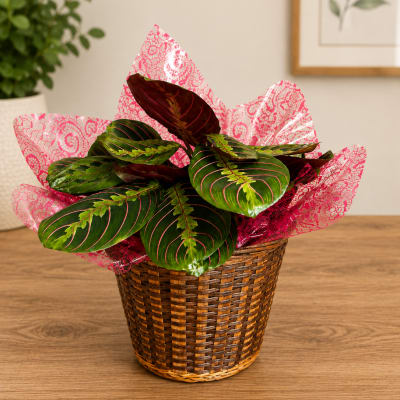 Prayer Plant (Maranta)