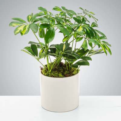 Potted green houseplant with variegated leaves in a simple white ceramic cylinder pot.