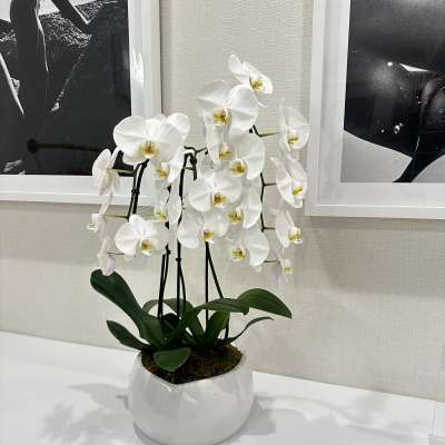 Orchid