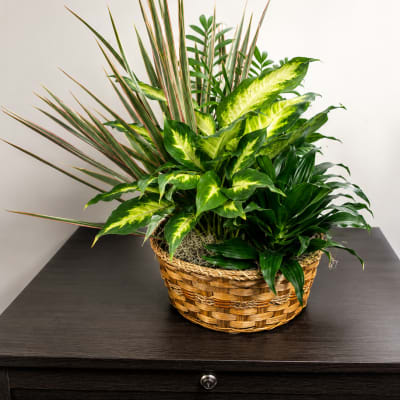 Large basket house plant