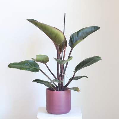 Red Philodendron