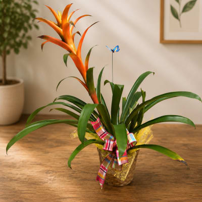 Tropical Sunset Bromeliad