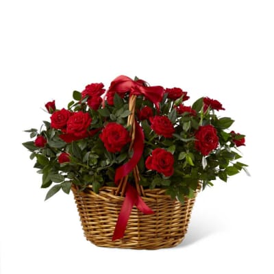 The FTD Mini Rose