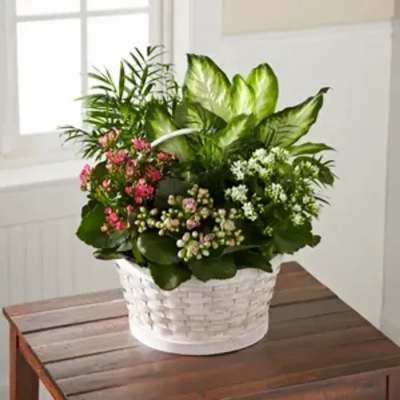 Potted green plants with small pink and white flowers in a white basket on a wooden table.