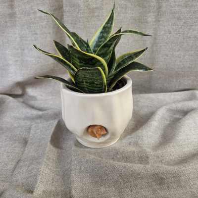 Snake plant in a white ceramic pot with a small cat face detail