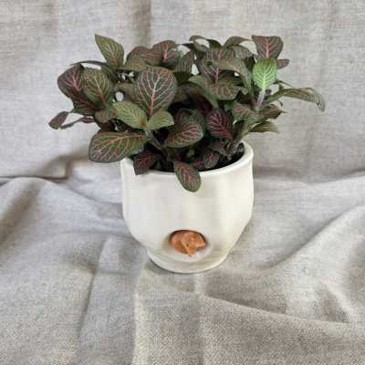 Potted plant with dark green leaves and pink veins in a white ceramic pot