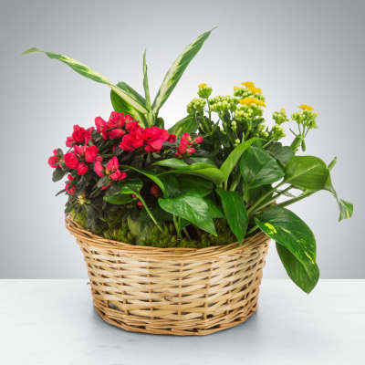 Mixed Plant Basket by Astra Florists™