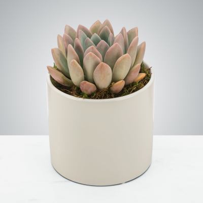 So-cute-lent by Astra Florist™