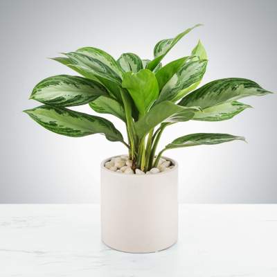 6'' Chinese Evergreen Plant: Lush Indoor Greenery for Any Space