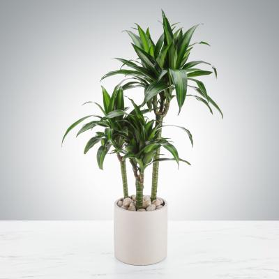 6'' Tall Dracaena Plant: Elegant Indoor Greenery for Any Space