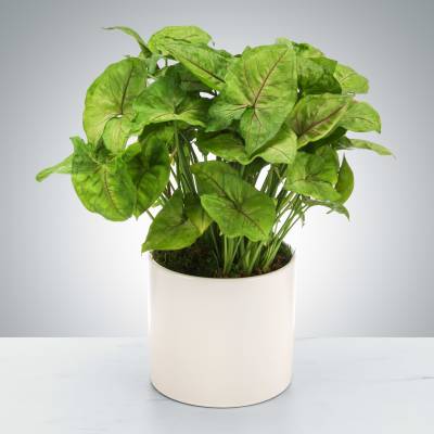 4'' Syngonium: Versatile Indoor Foliage for Any Space