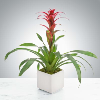 Red bromeliad-style plant with long green leaves in a white square pot