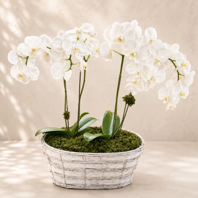 Ushas' Orchid Haven – Luxury Double Stem Orchid Planter