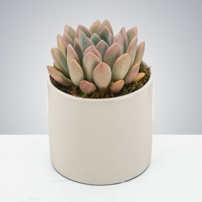 Potted succulent in a white ceramic planter