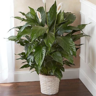 Potted peace lily plant with white blooms in a woven basket