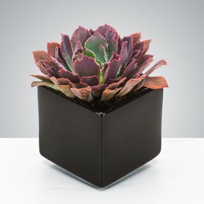 Purple and green succulent in a black square pot