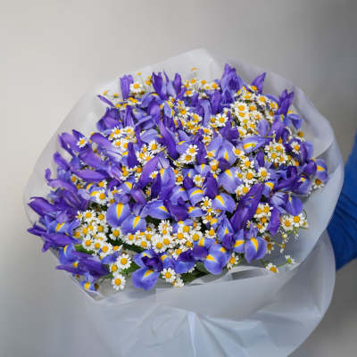 Bouquet of purple irises and small white daisies wrapped in white paper