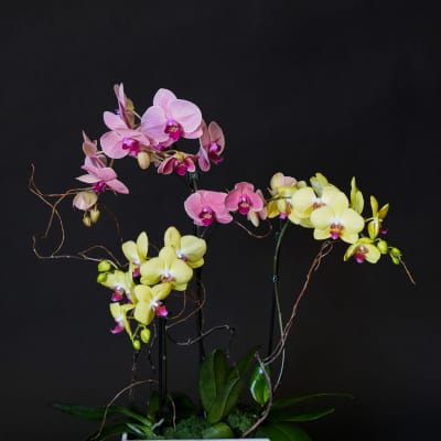 Pink and yellow orchids arranged in a white rectangular planter