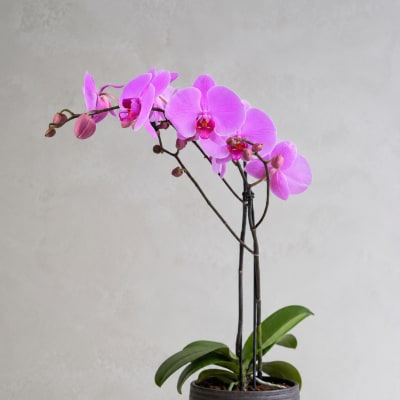 Pink Velvet Orchid